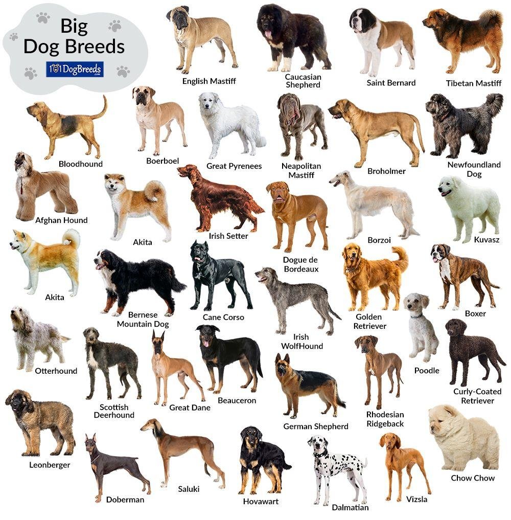 The Comfort Factor: Assessing ⁣the Sleep Preferences of Giant‍ Dog ⁤Breeds